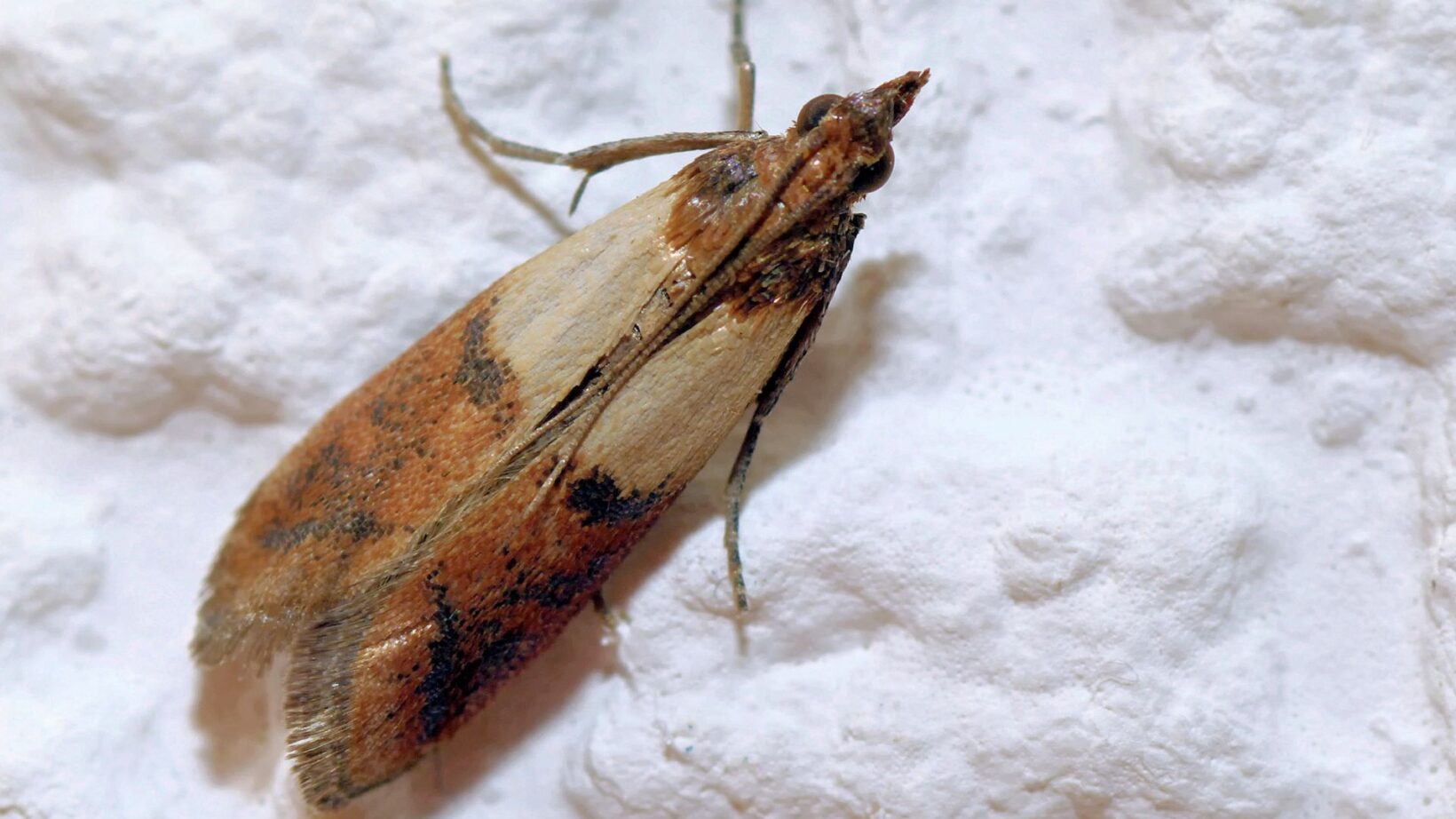 How to get rid of pantry moths | Women's Weekly Food